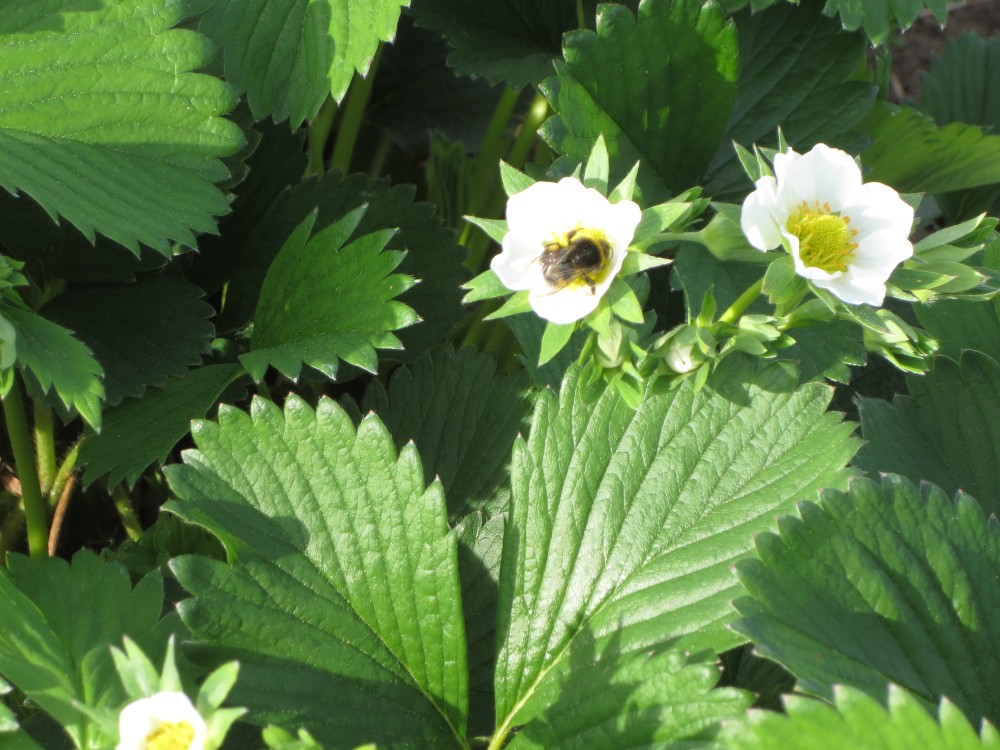 Erdbeeren-Schaufler.de